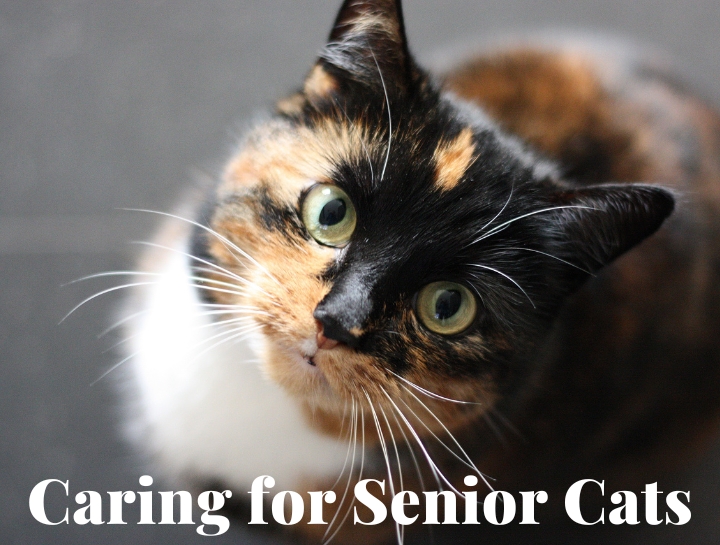 For senior outlet cats